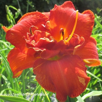 Foto der Tagliliensorte Moses Fire